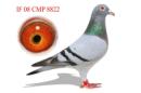 IF 08 CMP 8822