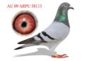 AU 09 ARPU 58113