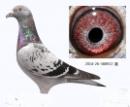ղɭ