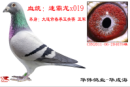 �ٰ���X019