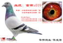 ��˹X019