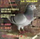 ��Ѫ����