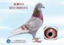 �����ָ�