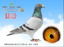 13�꾩��6��ֱ��