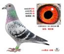 �Ӵ�300���＾��