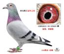 �Ĺظ����ھ�ĸ��