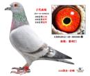 �Ӵ�550����ھ�