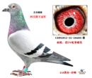 �Ĺظ����ھ�