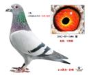 �Ӵ����ظ����ھ�