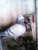 �ָ���ʿ��֮Ů