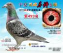 �������蹫�����493��
