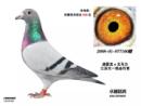 ������һ��ҵ��ӥ308��