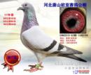 �ӱ���ɽŷ�����빫��