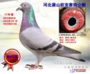 �ӱ���ɽŷ�����빫��
