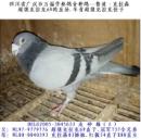 ³������ɭ633