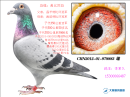 �߼� �Ǳ���