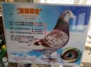 ָ�ӹ�