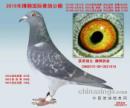 �ƽ����ֱŮ
