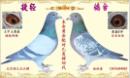 �ƽ���Է�������