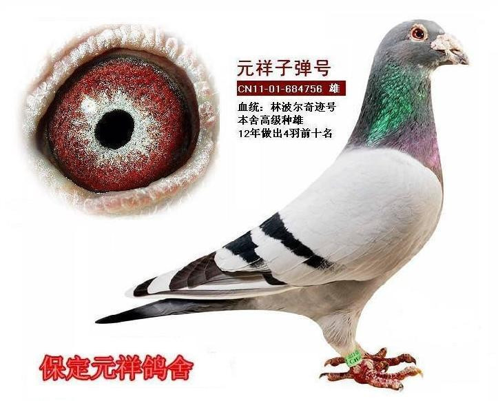 本舍另有超级种鸽:北京李连军鸽舍林波尔血统和詹森019系种鸽.
