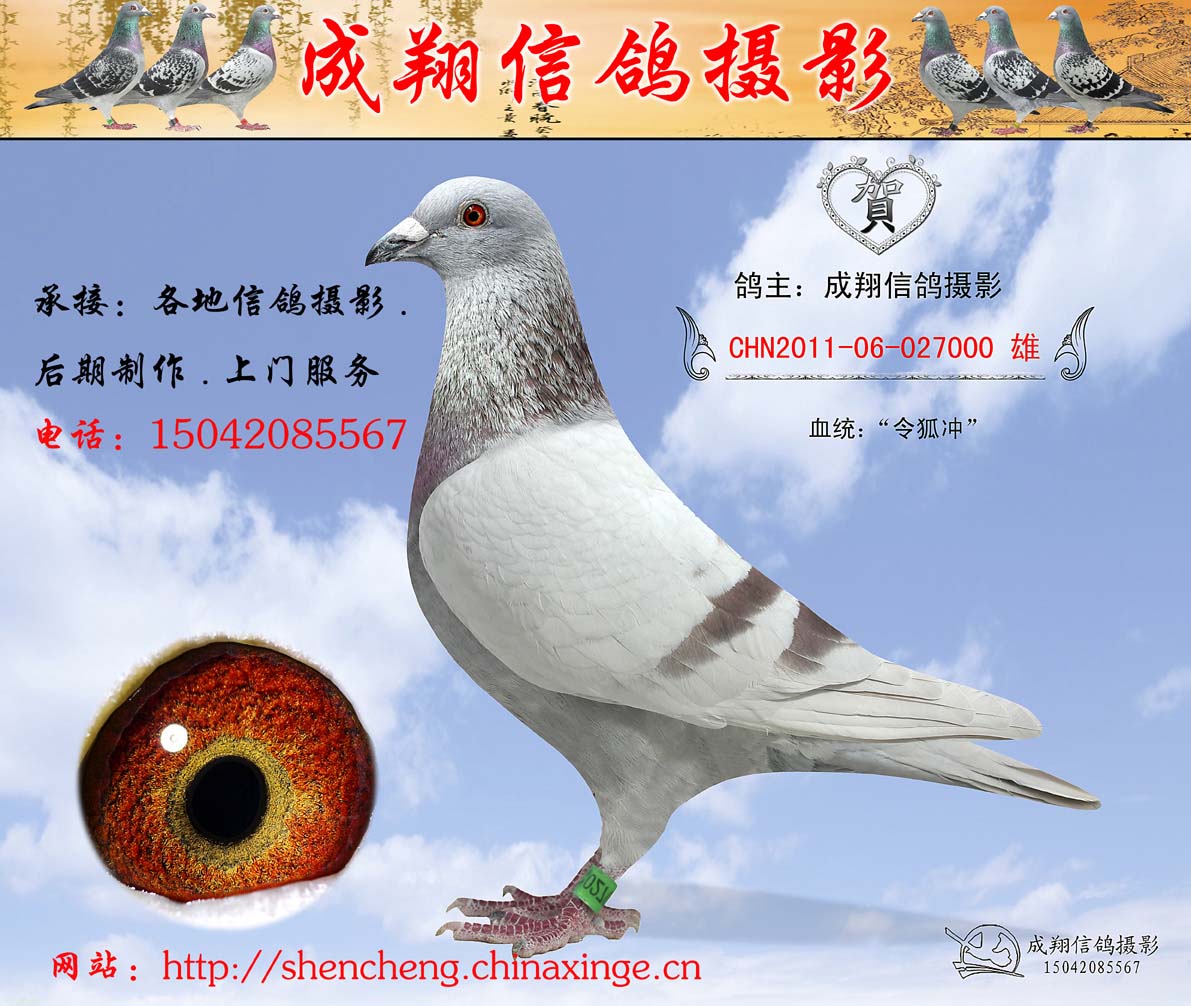 承接各地信鸽摄影.公棚摄影.后期制作,封面设计,画册设计.
