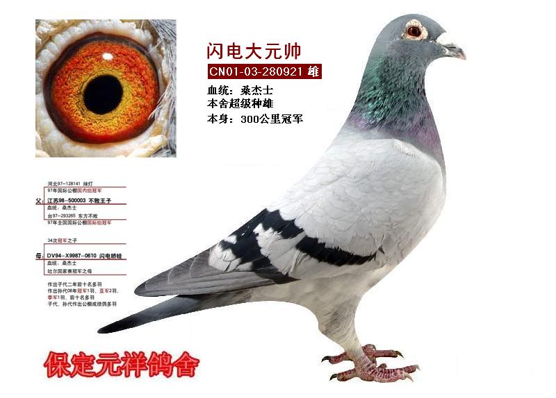 保定元祥鸽舍薛松先生位于保定市高新区,2000年开始信鸽比赛,在大大