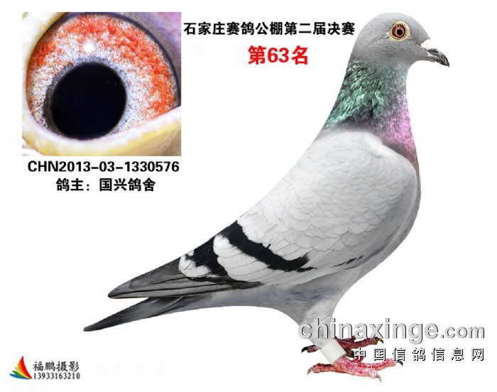 本人有幸近年结交赛鸽界养鸽好友北京小小鸽舍赵义山.王少堂.