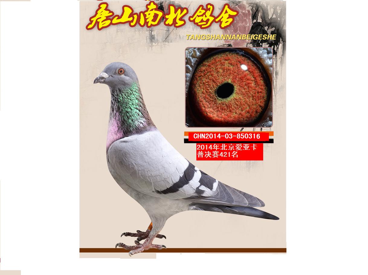 邢台兴华鸽业
