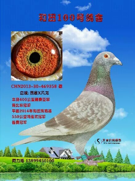 赛尔卡鸽舍-中国信鸽信息网 www.chinaxinge.com
