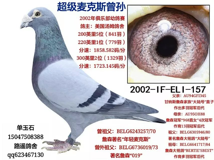 通辽路遥鸽舍