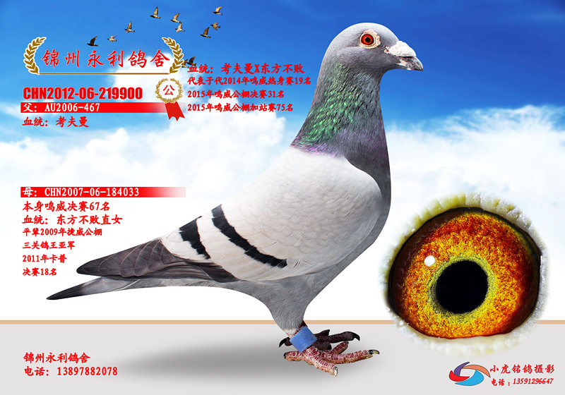 鸽舍主要血统有:考夫曼,东方不败,钢铁利摩日.