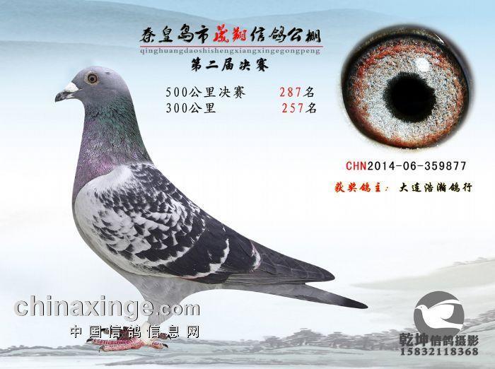 军鸽飞翔鸽舍