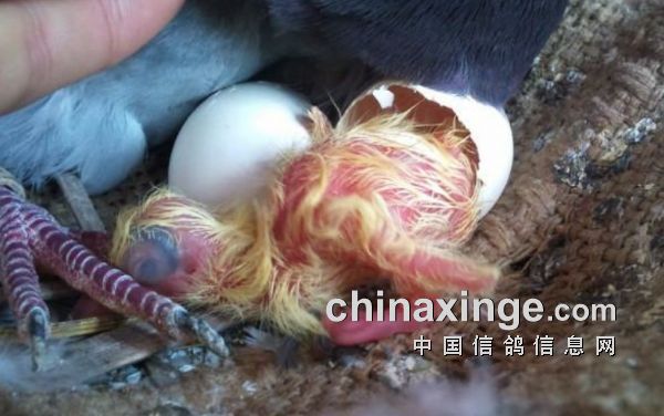 �Ĵ������Ÿ�����Э��