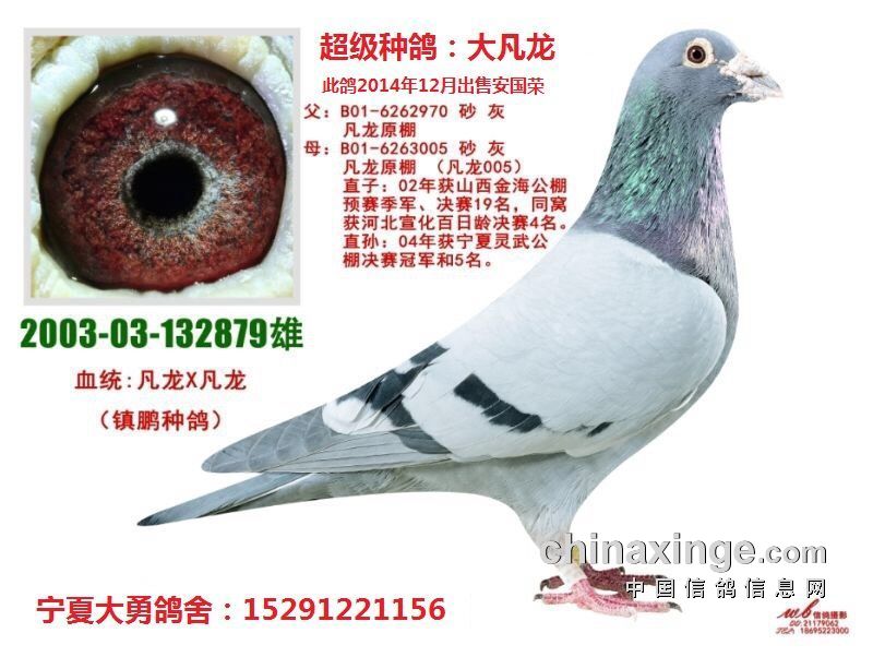 宁夏大勇鸽舍-中国信鸽信息网 www.chinaxinge.com