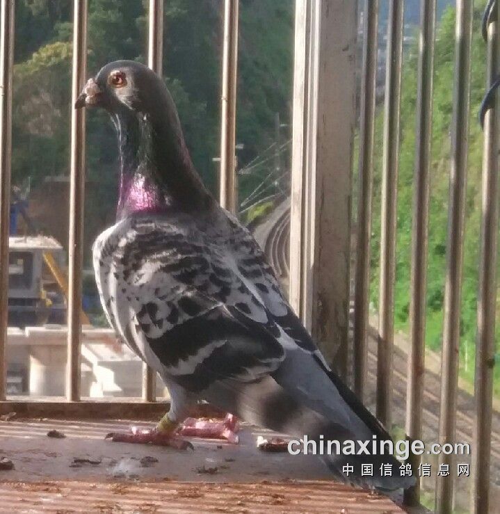 贵州贵阳经典詹森鸽舍