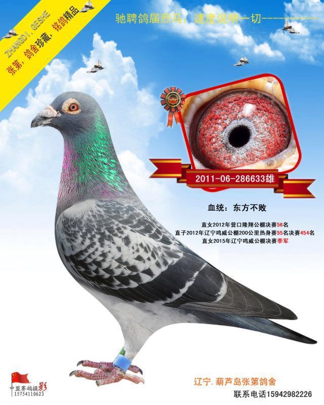 葫芦岛张第鸽舍2011年开始养鸽主血,东方不败,超级英雄,年轻麦克斯.