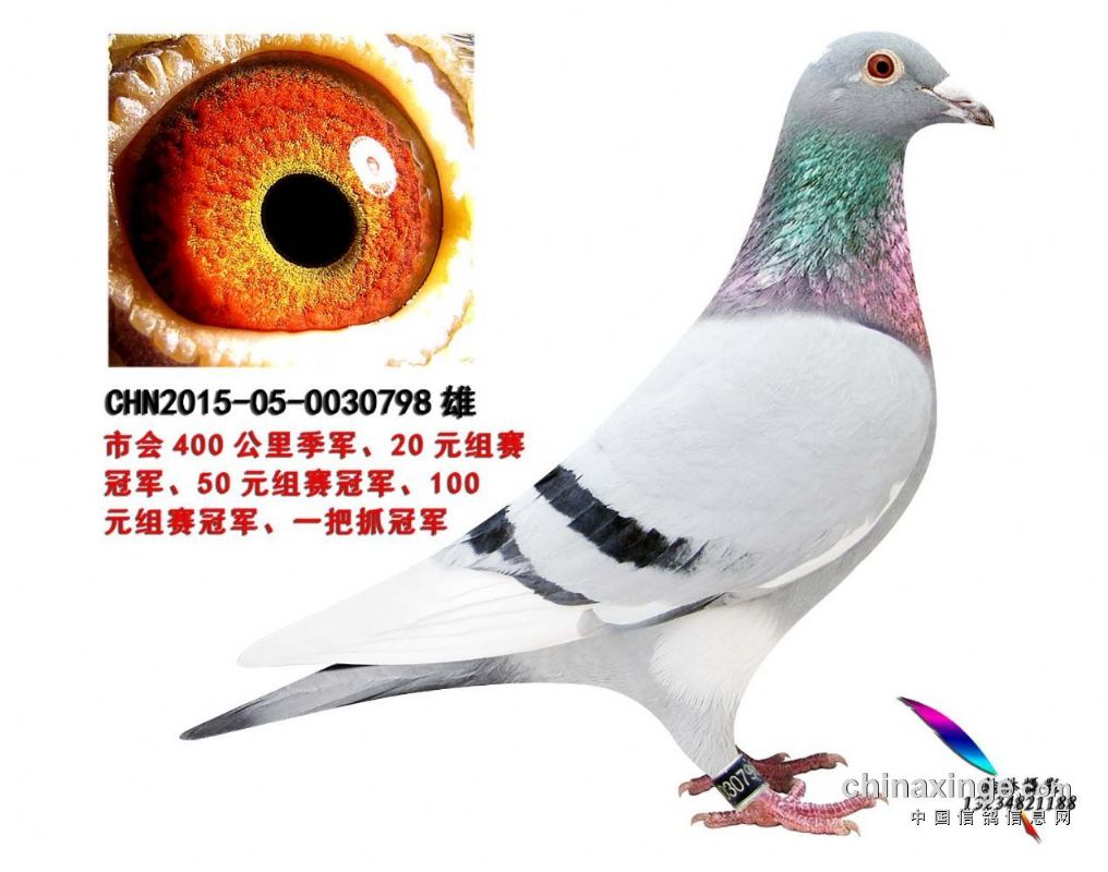 内蒙双雄鸽舍