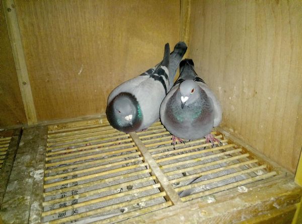 ´ڞg[DƬ