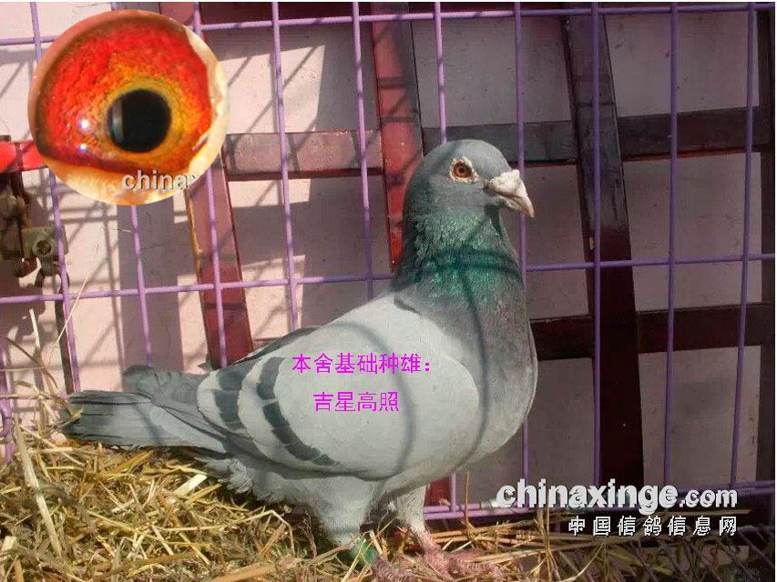 点击放大