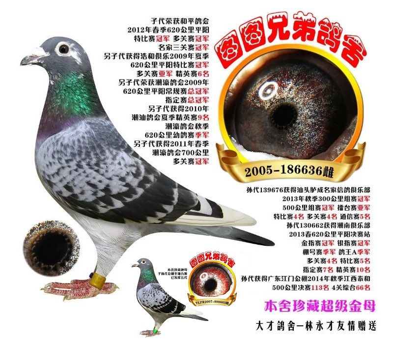 广东图图兄弟鸽舍-中国信鸽信息网 www.chinaxinge.com