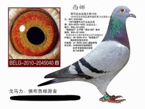 ����Ŵ�