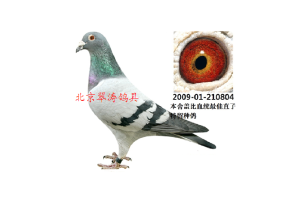 ����Ŵ�