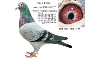 ����Ŵ�