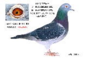 ���������Է