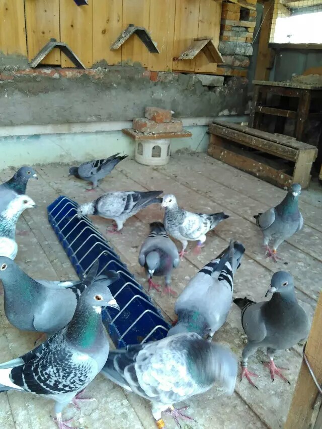 20150929194236.jpeg