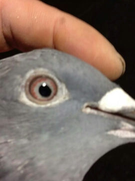 201607260715267388.jpg