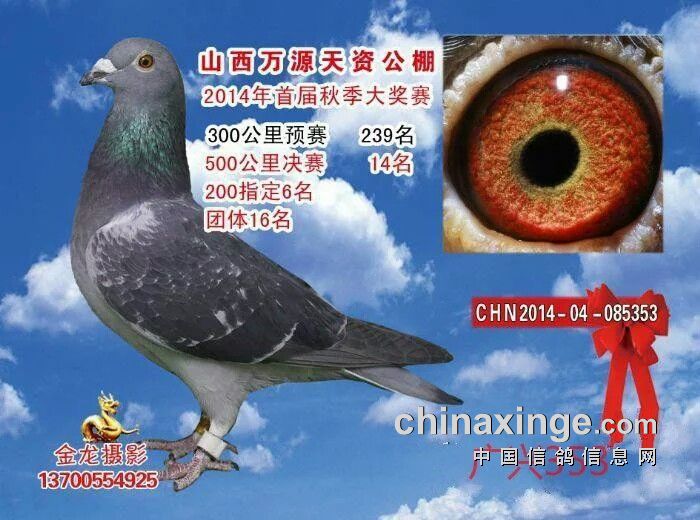 鸽子怎么吃对身体最好 20160829093813.jpeg