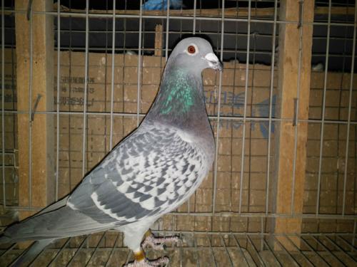 ��ʯ��ĸ����һ��