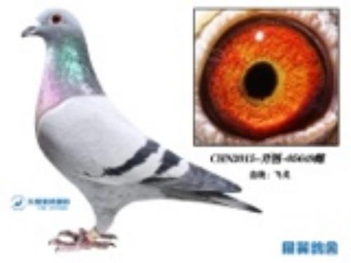 �����ɸ�