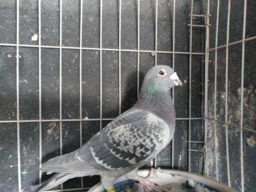 ����700����ھ�ֱ��